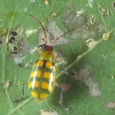 thumbnail for publication: Banded Cucumber Beetle, Diabrotica balteata LeConte (Insecta: Coleoptera: Chrysomelidae)